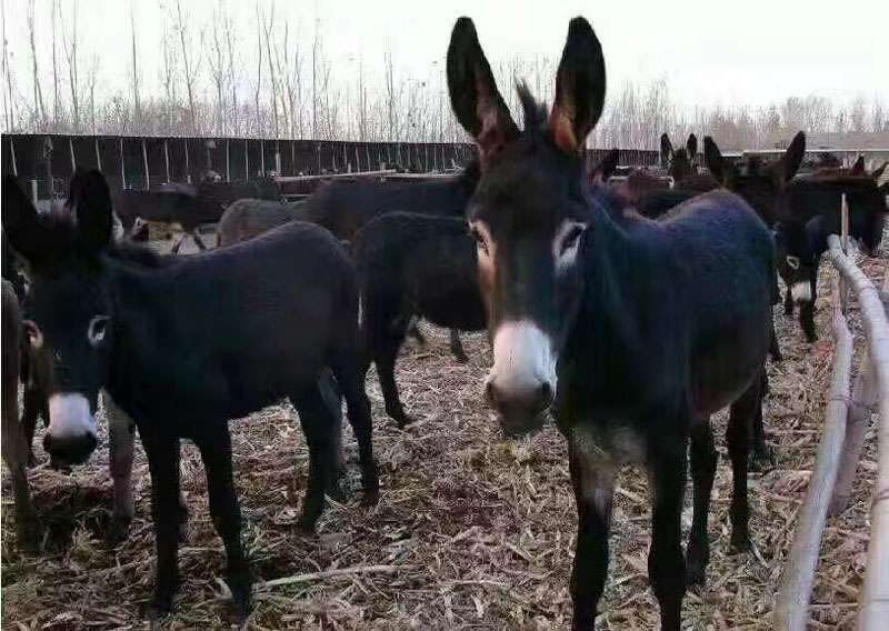 德州驢
