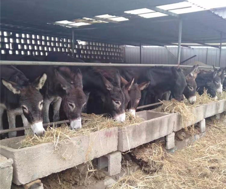 改良肉驢