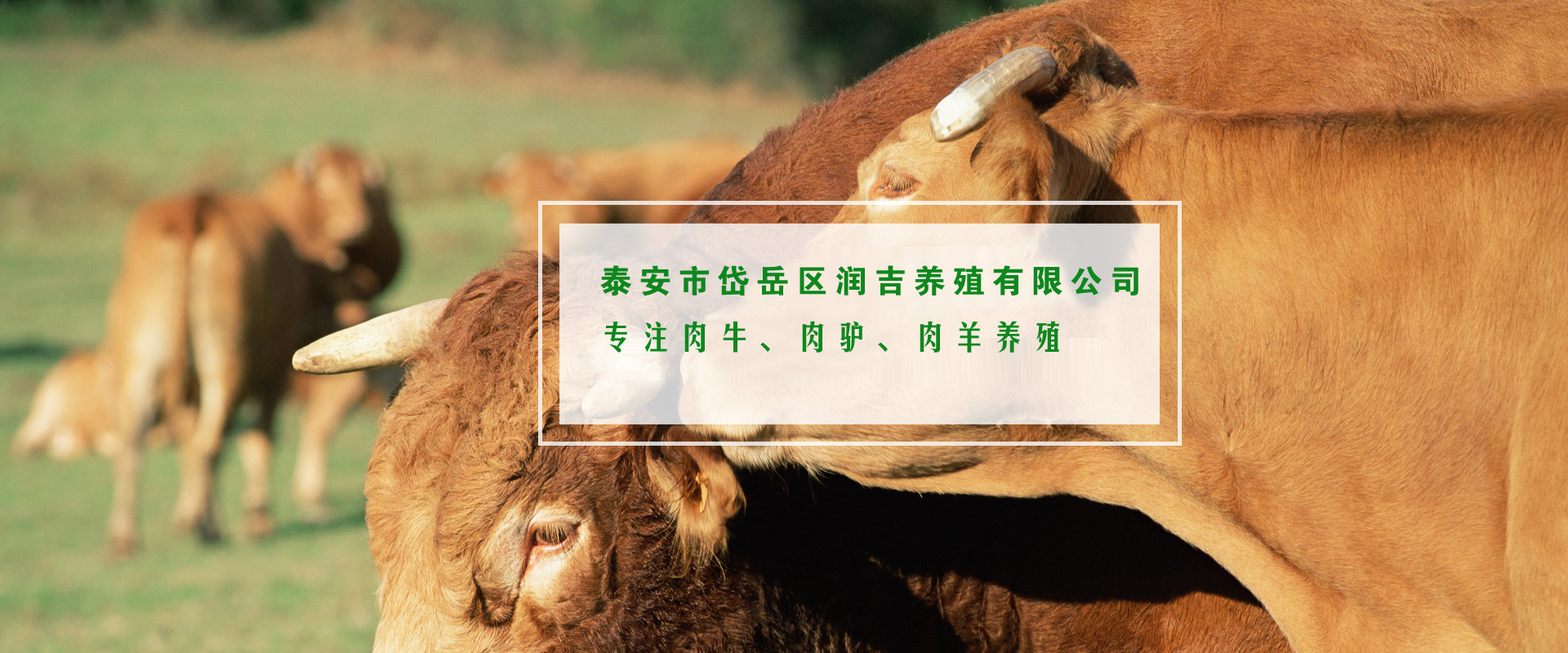 肉牛養(yǎng)殖場(chǎng)